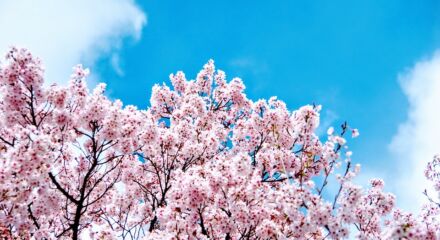 Hanami sakura giapponese