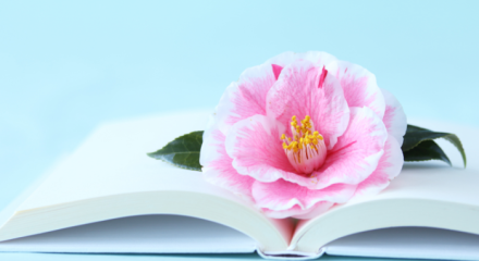 libro con sopra un fiore di camelia