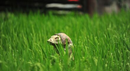 mostri giapponesi: i kappa