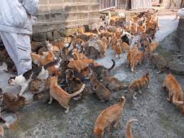 Aoshima conta circa 120 gatti